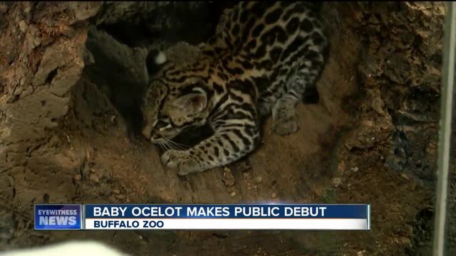buffalo zoo names baby ocelot wkbw com buffalo ny