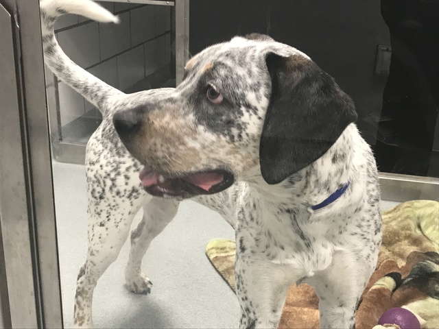 Free cats and dogs adoption event in Erie County - Gallery
