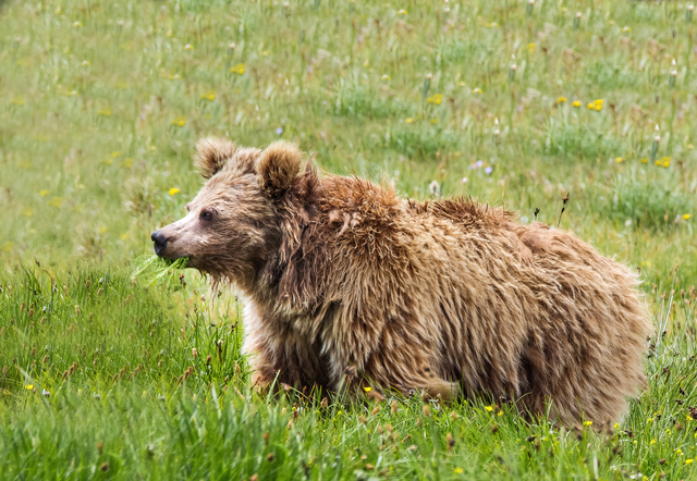 Research shows samples from alleged 'yetis' are likely from bears